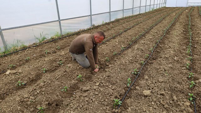 Kocaeli'de Seracılık Devrimi: Modern Seralarla Tarımda Çığır Açılıyor