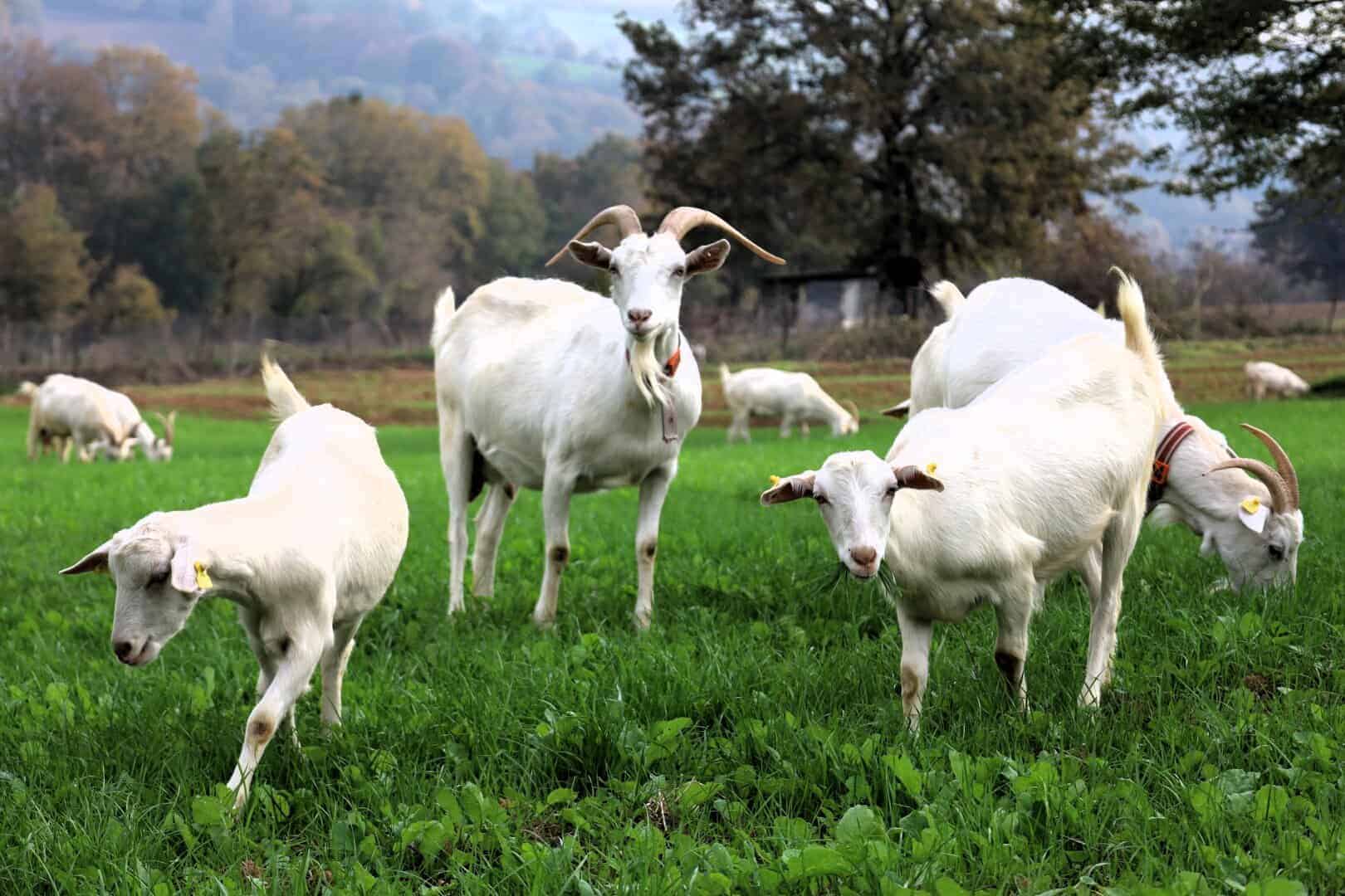 Sığır ve keçi sürüsü, yeşil çayırda otlayan hayvanlar, doğal yaşam ve çiftçilikle ilgili görsel.