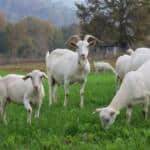 Kocaeli Büyükşehir Belediyesi'nden Tarıma ve Hayvancılığa 1,45 Milyar TL Destekle 95 Proje