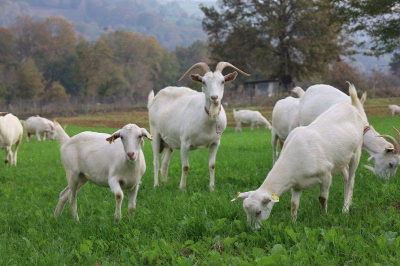 Kocaeli Büyükşehir Belediyesi'nden Tarıma ve Hayvancılığa 1,45 Milyar TL Destekle 95 Proje