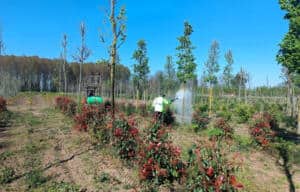 Kocaeli Büyükşehir, Fidanlarda Zararlılara Karşı İlaçlama Çalışmalarını Sürdürüyor