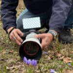 Kuzuyayla’da Keltepe Çiğdemi Foto Safari Etkinliğiyle Doğaseverlerle Buluştu