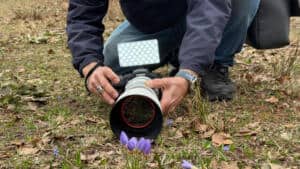 Kuzuyayla’da Keltepe Çiğdemi Foto Safari Etkinliğiyle Doğaseverlerle Buluştu